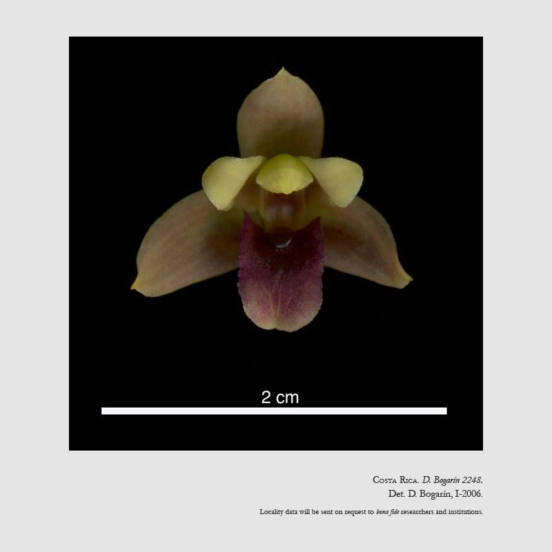 Maxillariella costaricensis